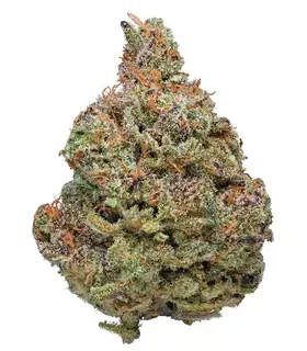 Purple Afghani Indica Cannabis Strain