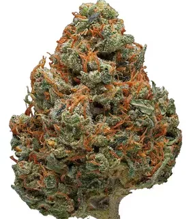 Durban Poison Sativa Marijuana Strain