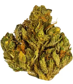 Stardawg Indica Weed Strain