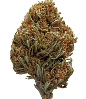 Royal Dream Sativa Marijuana Strain