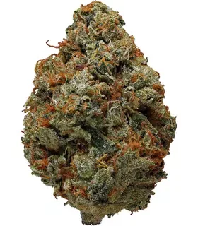 OG Kush Sativa Marijuana Strain