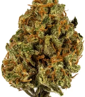 Super Lemon Haze Sativa Weed Strain