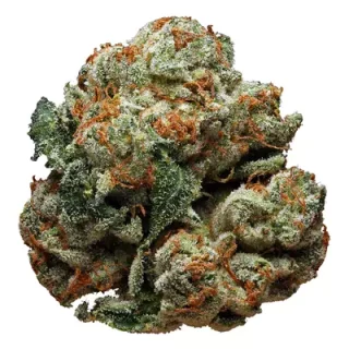 Cranberry Haze Sativa Weed Strain