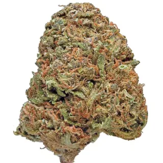 Maui Wowie Sativa Cannabis Strain
