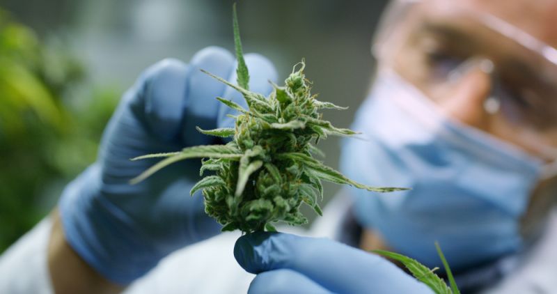 Buy Marijuana Online Europe