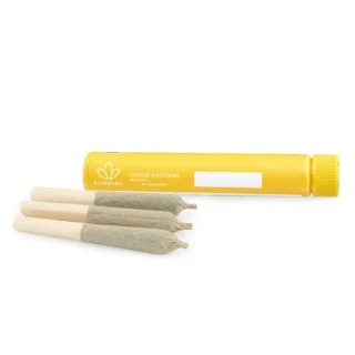 Sundial Citrus Orchard Pre Roll