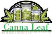 Canna Leaf
